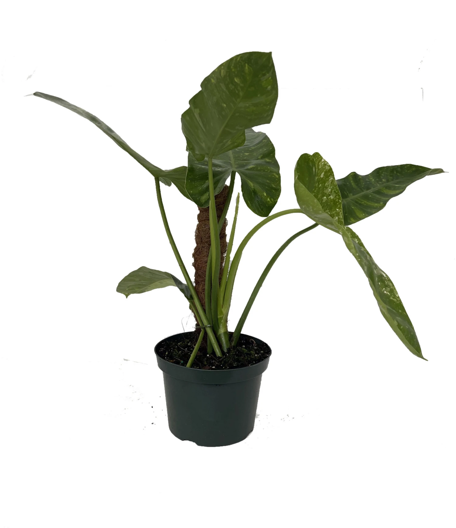 Rare Large Jose Buono Philodendron - 8" Pot With Totem Pole 2 Rare Large Jose Buono Philodendron - 8" Pot With Totem Pole - Image 2