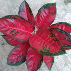 Red King Chinese Evergreen Plant - Aglaonema - 2" Pot - Collector's Series -Plant Sale Shop rkingmature 26498.1696365435