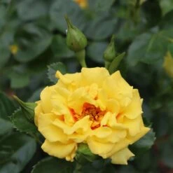 Rise Up™ Ringo® Climbing Rose - Proven Winners - 4" Pot -Plant Sale Shop rosa rise up ringo 2 1080 1080 60 05883.1654621680