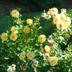 Rise Up™ Ringo® Climbing Rose - Proven Winners - 4" Pot -Plant Sale Shop rosa rise up ringo 5 1080 1080 60 12564.1654621680