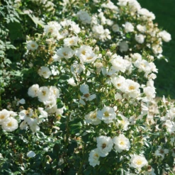 OSO EASY ICE BAY™ Landscape Rose - Proven Winners - 4" Pot -Plant Sale Shop rosa oso easy ice bay dsc07558 800x800 fb8865a 87897.1683686089