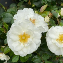 OSO EASY ICE BAY™ Landscape Rose - Proven Winners - 4" Pot