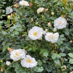 OSO EASY ICE BAY™ Landscape Rose - Proven Winners - 4" Pot -Plant Sale Shop rosa oso easy ice bay img 1357 800x800 ad198c2 11009.1683686088