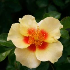 Ringo™ Landscape Rose - Proven Winners - 4" Pot -Plant Sale Shop rosa ringo 3 1080 1080 60 18763.1653487156