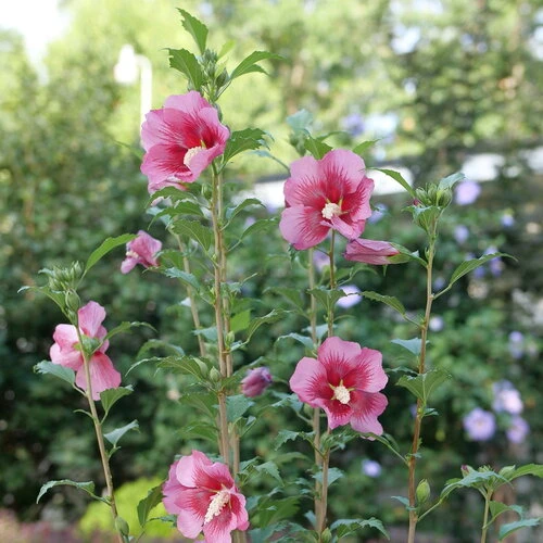 Red Pillar™ Rose Of Sharon - Hibiscus Syriacus - Proven Winners - 4" Pot 3 Red Pillar™ Rose Of Sharon - Hibiscus Syriacus - Proven Winners - 4" Pot - Image 3