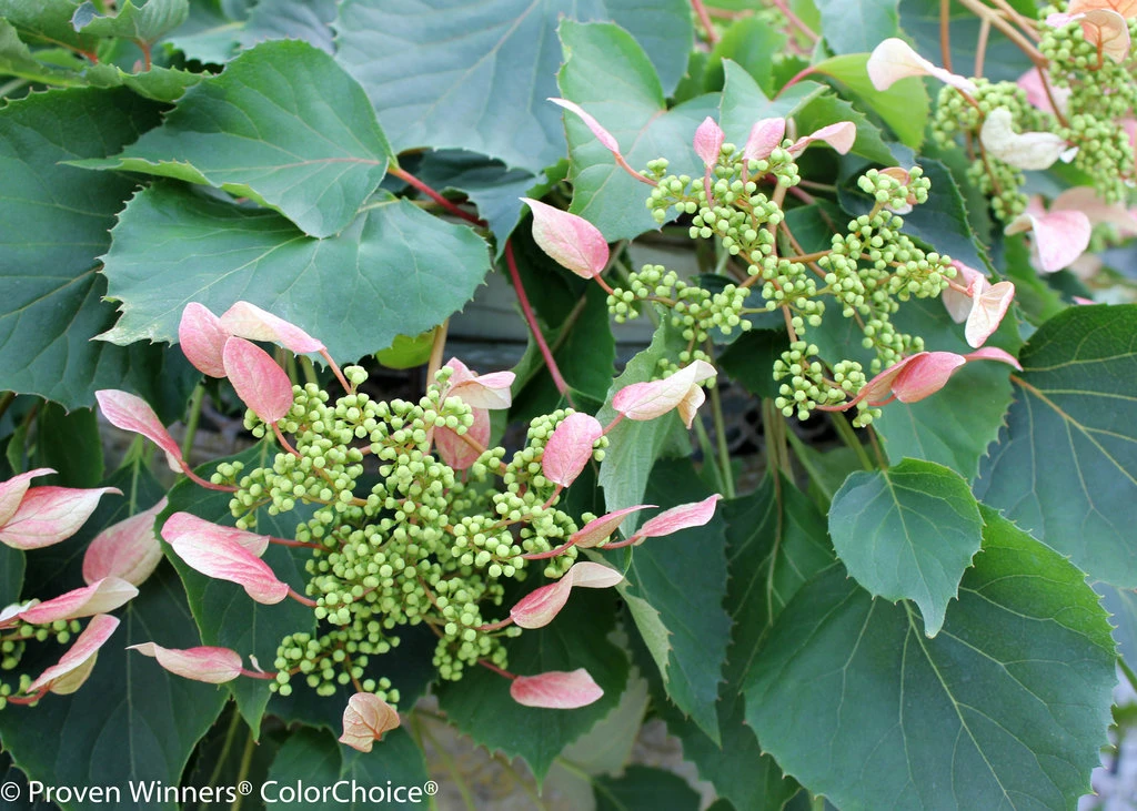 Rose Sensation False Hydrangea - 4" Pot - Schizophragma - Proven Winners 2 Rose Sensation False Hydrangea - 4" Pot - Schizophragma - Proven Winners - Image 2