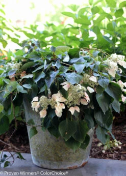 Rose Sensation False Hydrangea - 4" Pot - Schizophragma - Proven Winners 6 Rose Sensation False Hydrangea - 4" Pot - Schizophragma - Proven Winners -Plant Sale Shop rose sensation schizophragma 7739 95060.1615344616