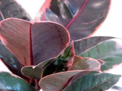 Strawberry & Cream Ruby Rubber Tree Plant - Ficus - 6" Pot -Plant Sale Shop rubberpink1new 98554.1596226830