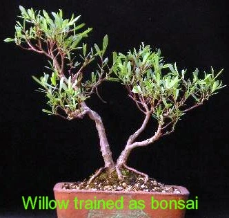 Hakuro Nishiki Japanese Dappled Willow - Bonsai/Outdoors - 4" Pot 3 Hakuro Nishiki Japanese Dappled Willow - Bonsai/Outdoors - 4" Pot - Image 3