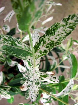 Hakuro Nishiki Japanese Dappled Willow - Bonsai/Outdoors - 4" Pot 2 Hakuro Nishiki Japanese Dappled Willow - Bonsai/Outdoors - 4" Pot - Image 2