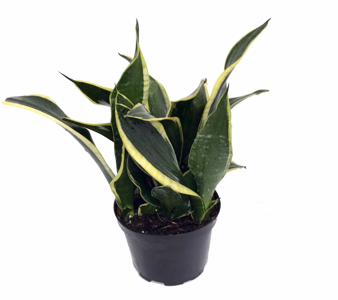 Compact Black Gold Snake Plant -Sanseveria- Impossible To Kill! - 6" Pot 1 Compact Black Gold Snake Plant -Sanseveria- Impossible To Kill! - 6" Pot
