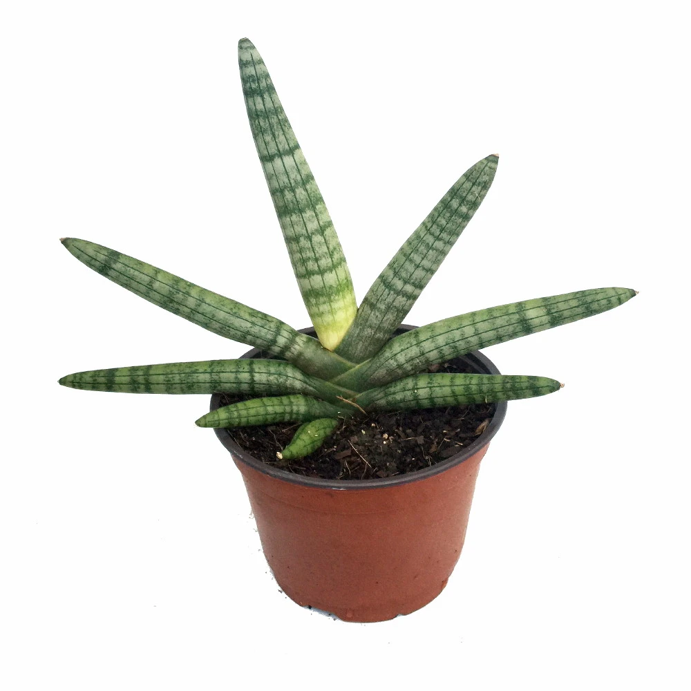 Rare Boncel Starfish Snake Plant -Sanseveria- Almost Impossible To Kill - 6" Pot 1 Rare Boncel Starfish Snake Plant -Sanseveria- Almost Impossible To Kill - 6" Pot