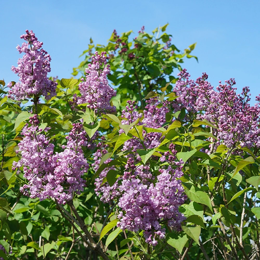 Scentara® Double Blue Lilac - 4" Pot - Syringa - Proven Winners 2 Scentara® Double Blue Lilac - 4" Pot - Syringa - Proven Winners - Image 2