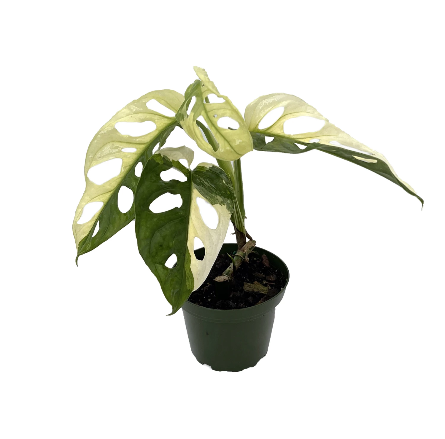 Exotic Variegated Swiss Cheese Plant - Monstera Adansonii Var - 4" Pot 2 Exotic Variegated Swiss Cheese Plant - Monstera Adansonii Var - 4" Pot - Image 2