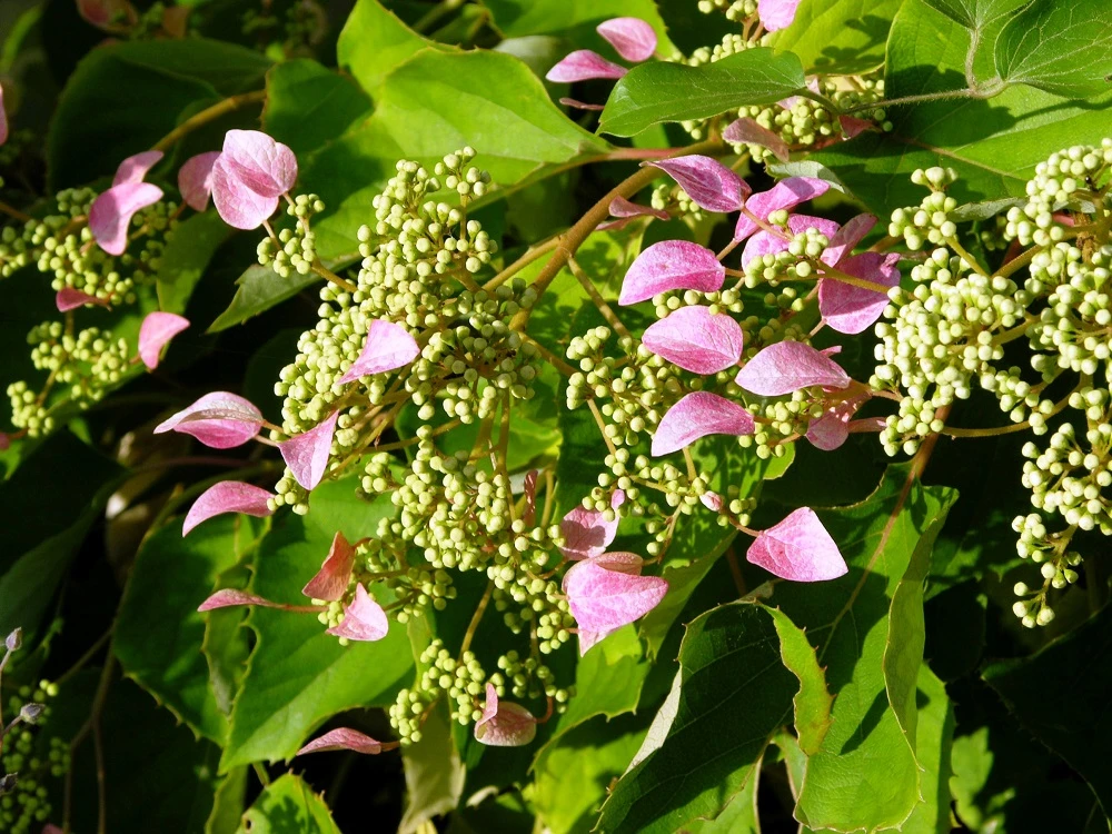 Rose Sensation False Hydrangea - 4" Pot - Schizophragma - Proven Winners 1 Rose Sensation False Hydrangea - 4" Pot - Schizophragma - Proven Winners