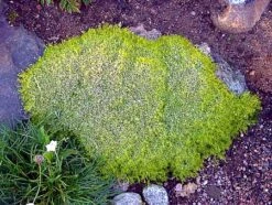 Scottish Moss - Sagina Subulata Aurea - Very Hardy - Quart Pot