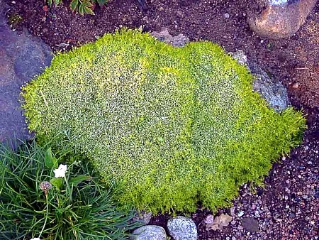 Scottish Moss - Sagina Subulata Aurea - Very Hardy - Quart Pot 1 Scottish Moss - Sagina Subulata Aurea - Very Hardy - Quart Pot