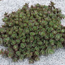 SunSparkler® Lime Zinger Sedum - Stonecrop - Loves The Sun - Quart Pot