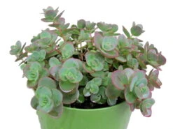 SunSparkler® Lime Zinger Sedum - Stonecrop - Loves The Sun - Quart Pot -Plant Sale Shop sedumlime20zingerhr3 55813.1615982117