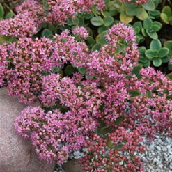 SunSparkler® Lime Zinger Sedum - Stonecrop - Loves The Sun - Quart Pot -Plant Sale Shop sedumlimezinger3 31390.1615982117