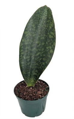 Shark Fin Snake Plant - Whale Fin - Sanseveria Masoniana - 6" Pot - Collector's