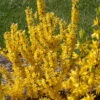 Show Off Sugar Baby® Forsythia 'Ninbus' PPAF - Compact - 4" Pot - Proven Winners