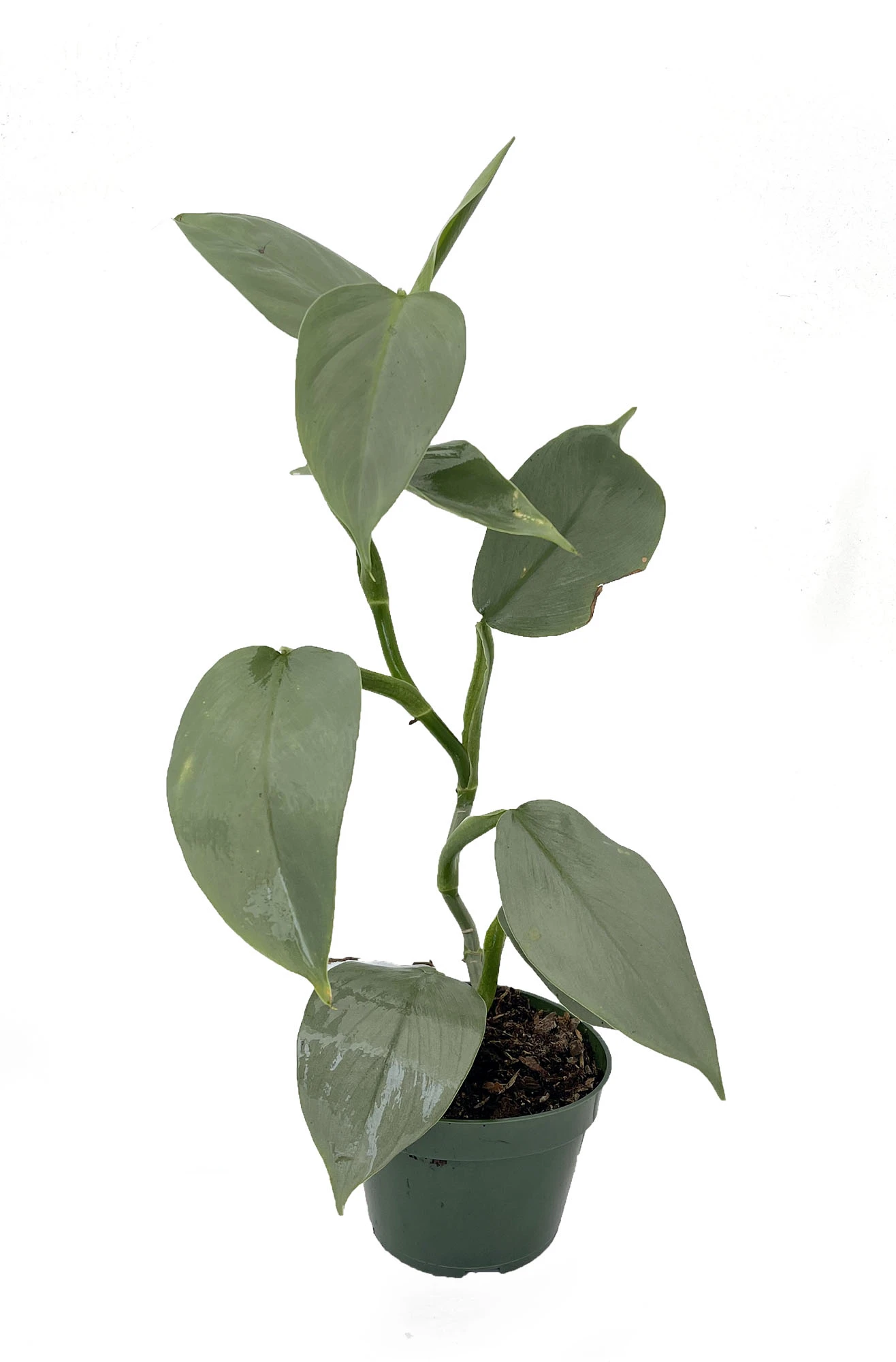 Rare Silver Sword Philodendron Hastatum - 4" Pot 1 Rare Silver Sword Philodendron Hastatum - 4" Pot