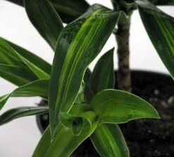 Song Of Jamaica Exotic House Plant - Easy To Grow - 6" Pot -Plant Sale Shop songofjamacia2 12736.1621656099