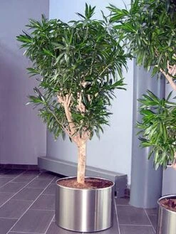 Song Of Jamaica Exotic House Plant - Easy To Grow - 6" Pot -Plant Sale Shop songofjamacia4 07087.1621656099