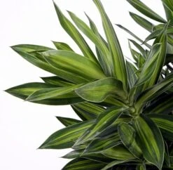 Song Of Jamaica Exotic House Plant - Easy To Grow - 6" Pot -Plant Sale Shop songofjamacia5 44539.1621656099