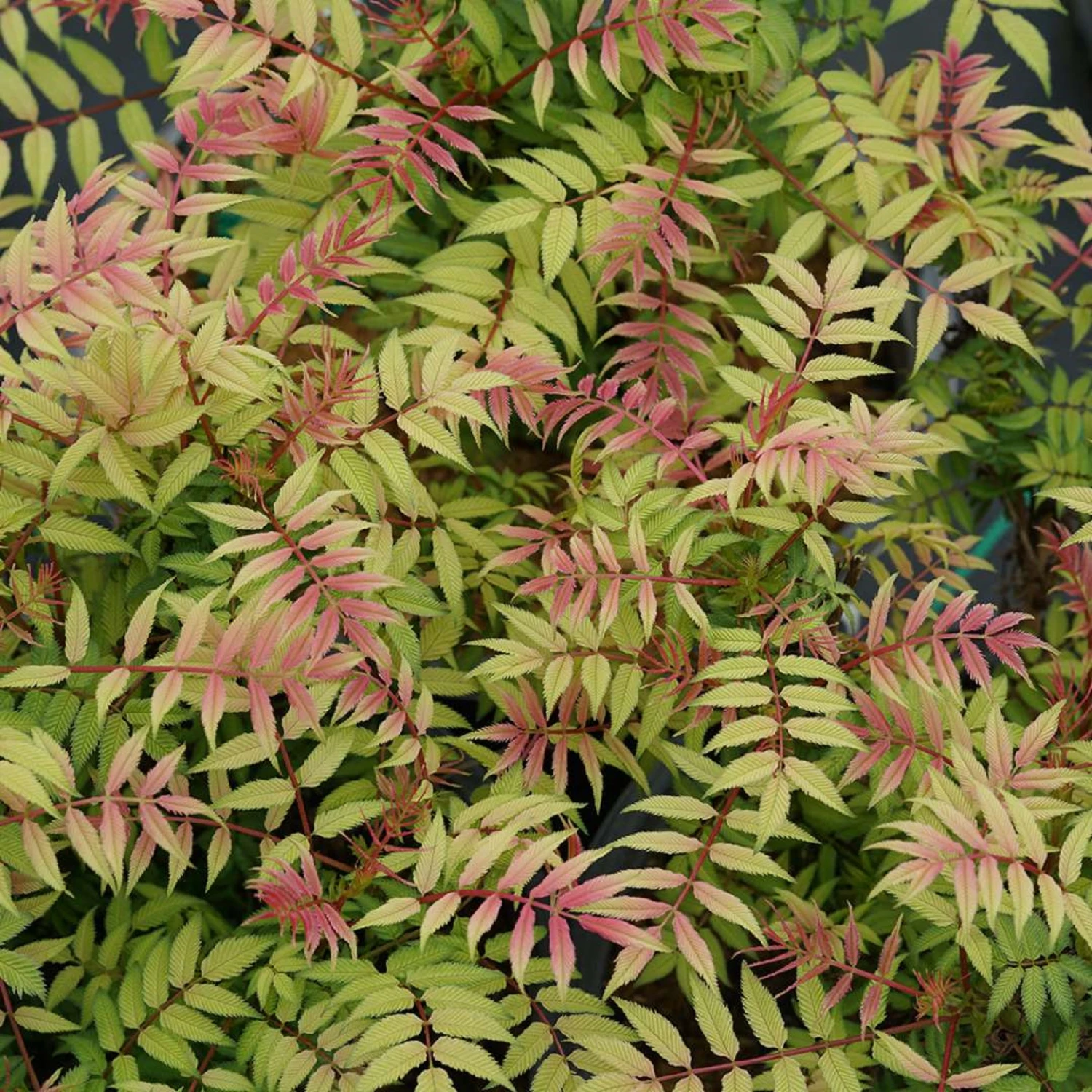 Mr. Mustard™ - False Spiraea - Sobaria Sorbifolia - Proven Winners - 4" Pot 2 Mr. Mustard™ - False Spiraea - Sobaria Sorbifolia - Proven Winners - 4" Pot - Image 2