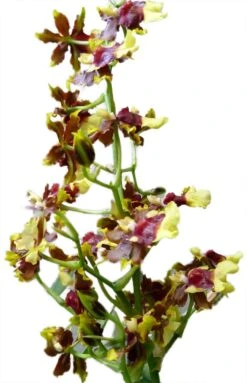 Space Race CoCo Orchid - Oncidium Hybrid - 4" Pot - Collector Orchids -Plant Sale Shop spacecocobloomsnew 07424.1693671032