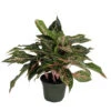 Sparkling Sarah Chinese Evergreen Plant - Aglaonema - Grows In Dim Light - 5" Pot