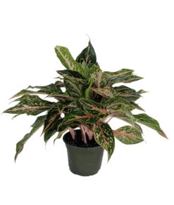 Sparkling Sarah Chinese Evergreen Plant - Aglaonema - Grows In Dim Light - 5" Pot