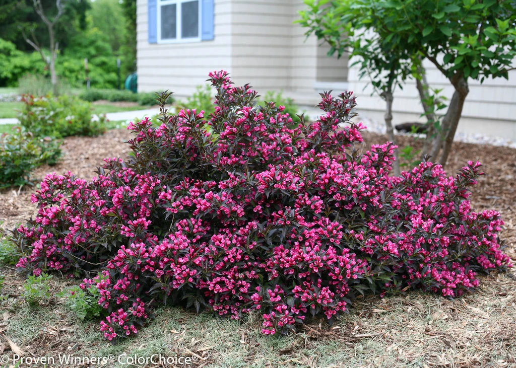 Spilled Wine® Weigela - Red Leaves, Magenta Flowers - Proven Winners - 4" Pot 2 Spilled Wine® Weigela - Red Leaves, Magenta Flowers - Proven Winners - 4" Pot - Image 2