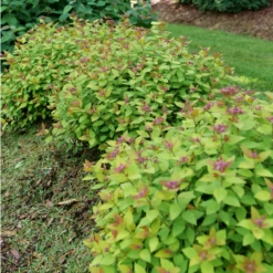 DOUBLE PLAY® DOLLY™ - Spiraea Japonica - Proven Winners - 4" Pot -Plant Sale Shop spiraea double play dolly p1184164 800x800 8db5de9 71520.1688078409