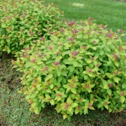 DOUBLE PLAY® DOLLY™ - Spiraea Japonica - Proven Winners - 4" Pot -Plant Sale Shop spiraea double play dolly p1184166 800x800 08c16ce 40945.1688078409