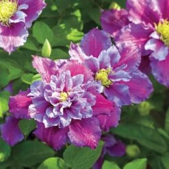 Piilu Clematis Vine - Heaviest Blooming Clematis - 2.5" Pot - Little Duckling -Plant Sale Shop spring hill nurseries vines climbing plants 05056 64 1000 06911.1662203582