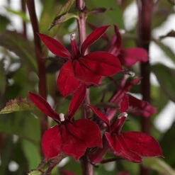 Starshipâ„¢ Burgundy Cardinal Perennial Plant - Lobelia - Quart Pot