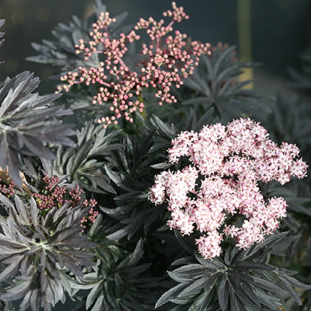 Laced Up® Elderberry - 4" Pot - Sambucus - Proven Winners 1 Laced Up® Elderberry - 4" Pot - Sambucus - Proven Winners