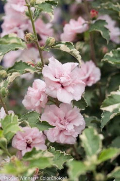 Sugar Tip® Hibiscus Rose Of Sharon - Creamy/White Tips - Proven Winners - 4" Pot 6 Sugar Tip® Hibiscus Rose Of Sharon - Creamy/White Tips - Proven Winners - 4" Pot -Plant Sale Shop sugar tip hibiscus 8188 84720.1615344480
