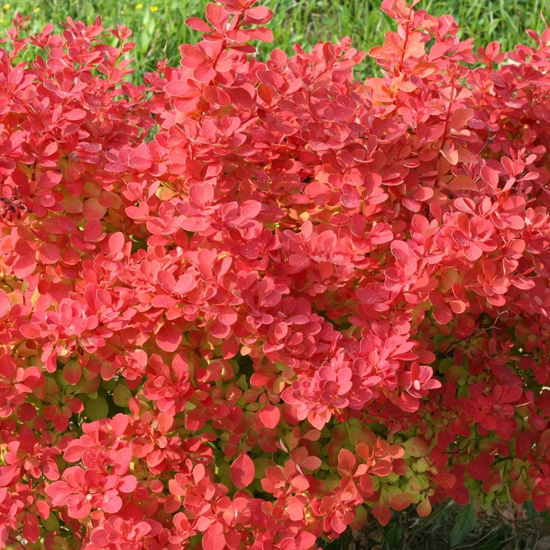 SUNJOY NEO® Barberry - Berberis Thunbergii - Proven Winners - 4" Pot 1 SUNJOY NEO® Barberry - Berberis Thunbergii - Proven Winners - 4" Pot
