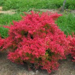 SUNJOY NEO® Barberry - Berberis Thunbergii - Proven Winners - 4" Pot 6 SUNJOY NEO® Barberry - Berberis Thunbergii - Proven Winners - 4" Pot -Plant Sale Shop sunjoy neo barberry berberis 3 1080 1080 60 99316.1615344738