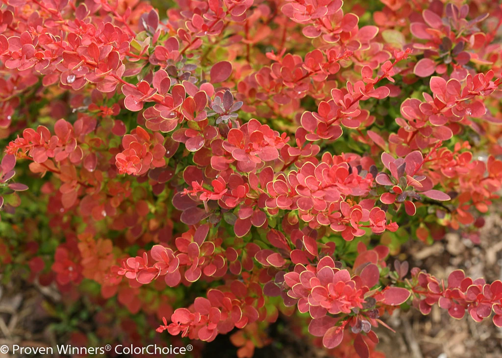 SUNJOY® TANGELO™ Berberis Thunbergii- Outside Or Bonsai - Proven Winners - 4" Pot 2 SUNJOY® TANGELO™ Berberis Thunbergii- Outside Or Bonsai - Proven Winners - 4" Pot - Image 2