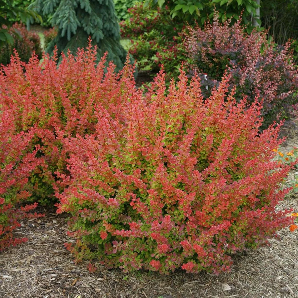 SUNJOY® TANGELO™ Berberis Thunbergii- Outside Or Bonsai - Proven Winners - 4" Pot 1 SUNJOY® TANGELO™ Berberis Thunbergii- Outside Or Bonsai - Proven Winners - 4" Pot