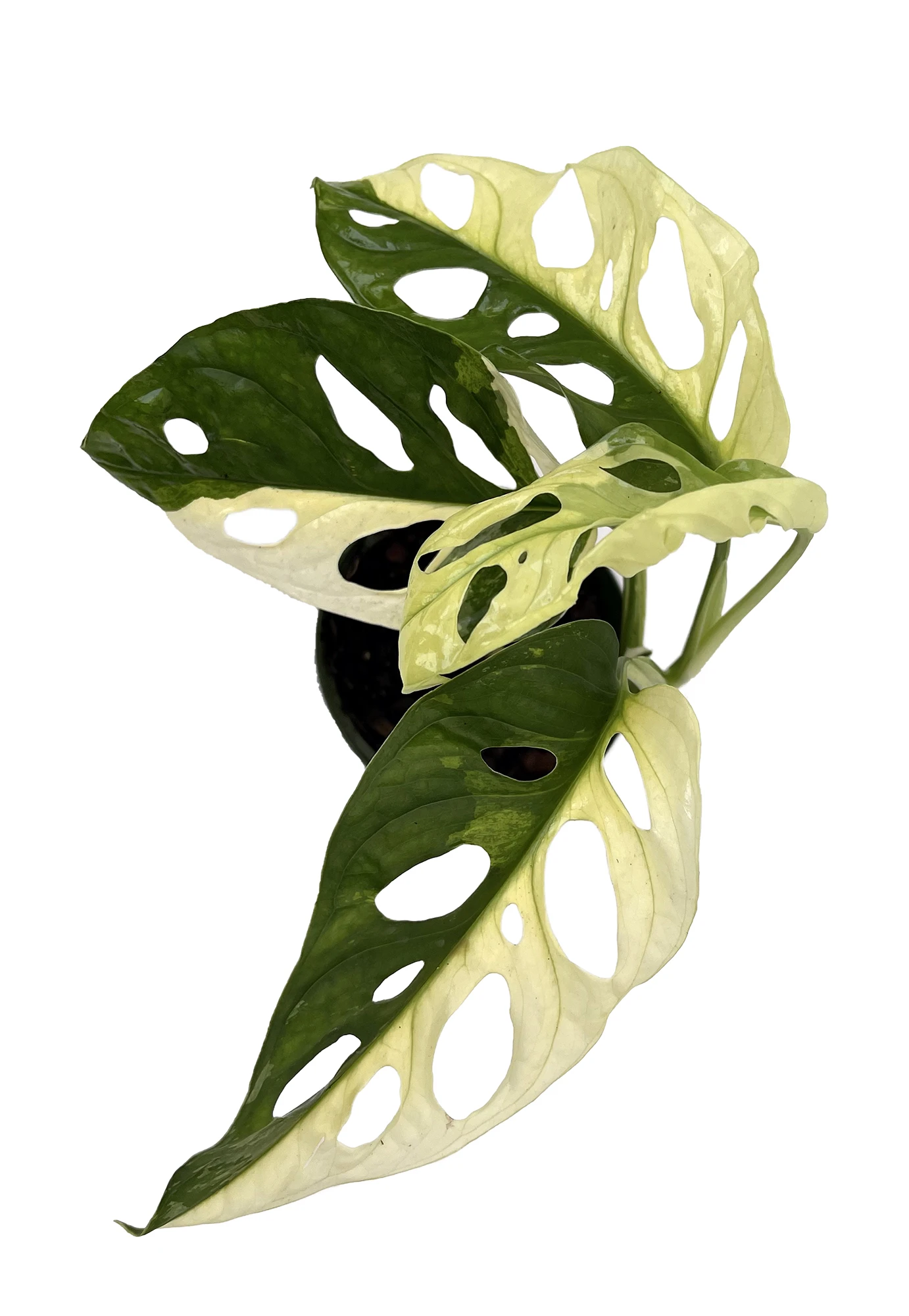 Exotic Variegated Swiss Cheese Plant - Monstera Adansonii Var - 4" Pot 4 Exotic Variegated Swiss Cheese Plant - Monstera Adansonii Var - 4" Pot - Image 4