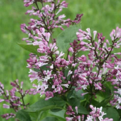 Baby Kim⢠Lilac - Syringa X - 4" Pot