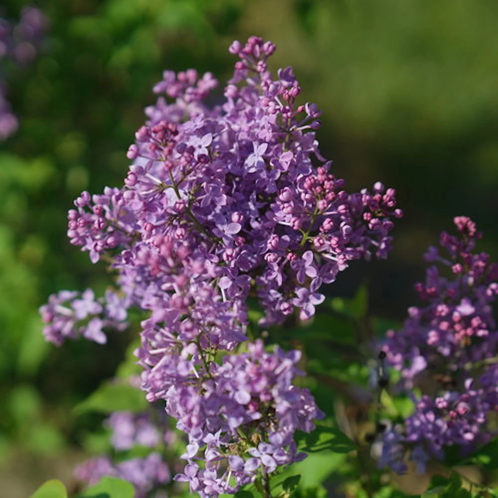Scentara Pura® Lilac - Syringa X Hyacinthiflora - 4" Pot - Proven Winners 1 Scentara Pura® Lilac - Syringa X Hyacinthiflora - 4" Pot - Proven Winners