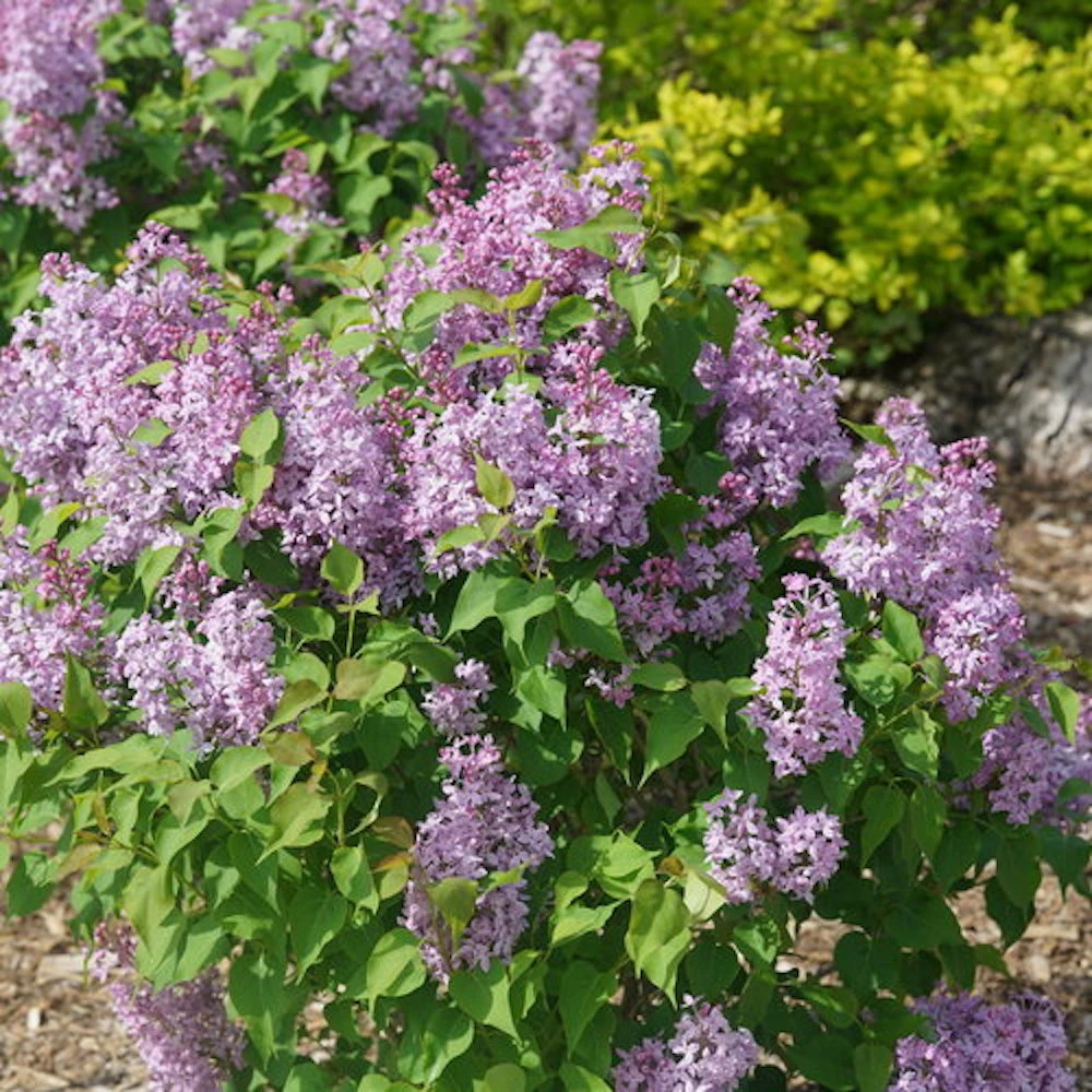 Scentara Pura® Lilac - Syringa X Hyacinthiflora - 4" Pot - Proven Winners 2 Scentara Pura® Lilac - Syringa X Hyacinthiflora - 4" Pot - Proven Winners - Image 2