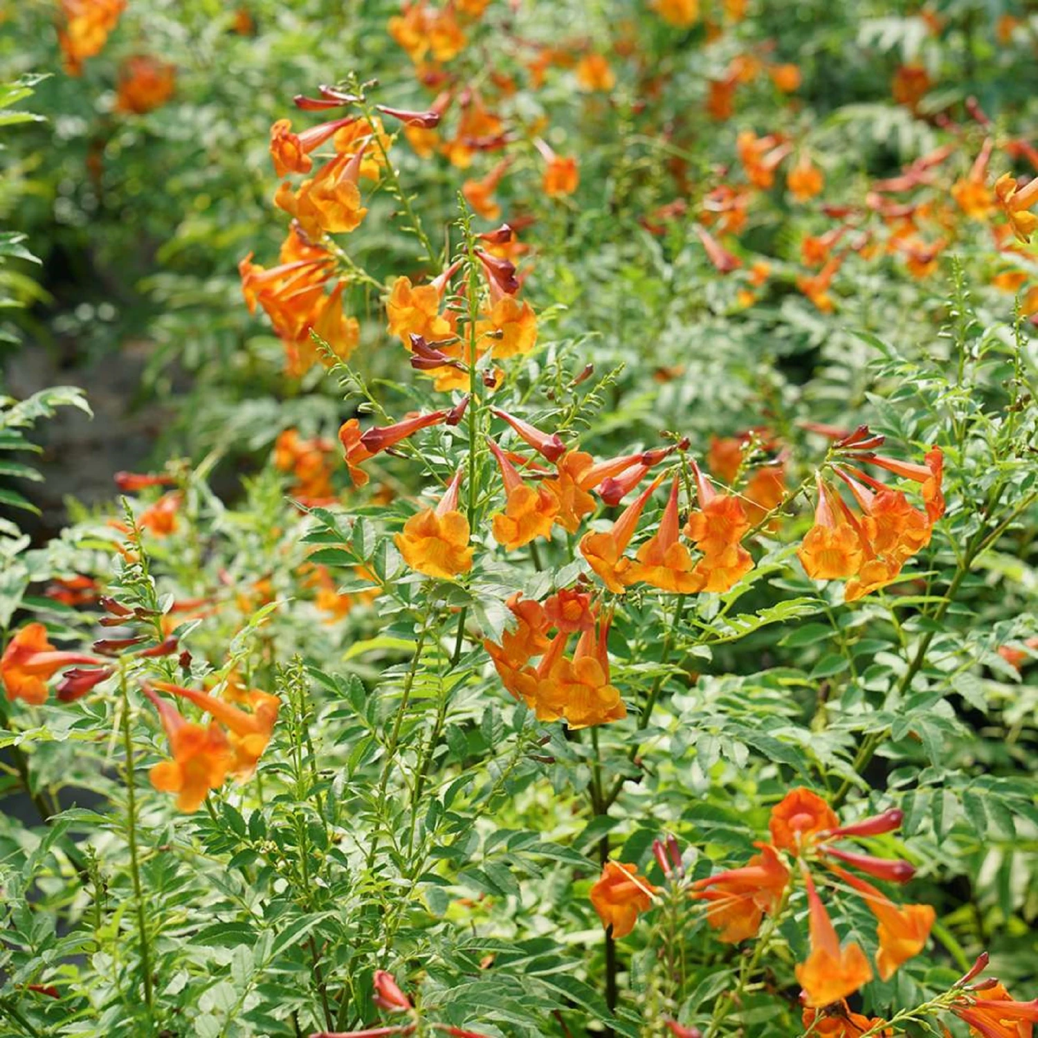 CHICKLET® Orange Trumpet Bush - Tecoma Fulva - Proven Winners - 4" Pot 2 CHICKLET® Orange Trumpet Bush - Tecoma Fulva - Proven Winners - 4" Pot - Image 2